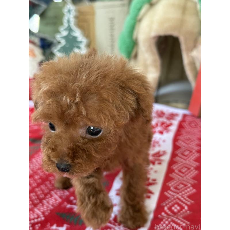 販売中の宮崎県のティーカッププードル-426664の7枚目