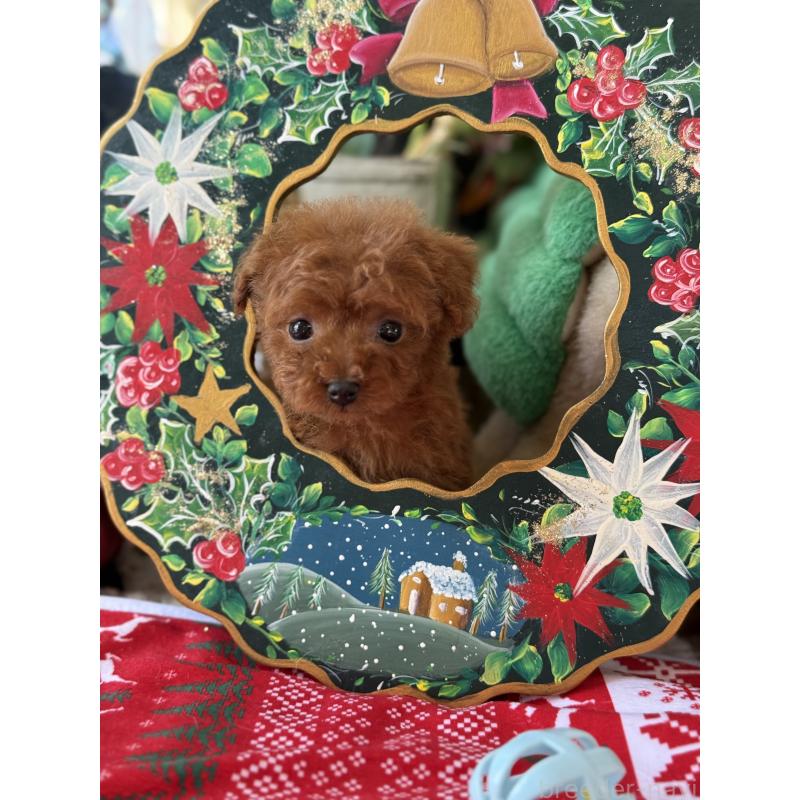 販売中の宮崎県のティーカッププードル-426664の6枚目