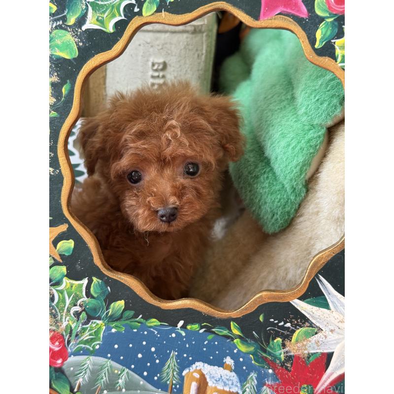 販売中の宮崎県のティーカッププードル-426664の5枚目