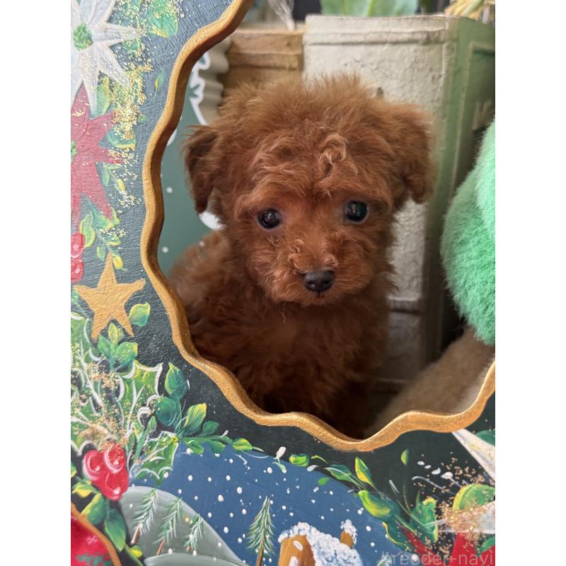 販売中の宮崎県のティーカッププードル-426664の4枚目