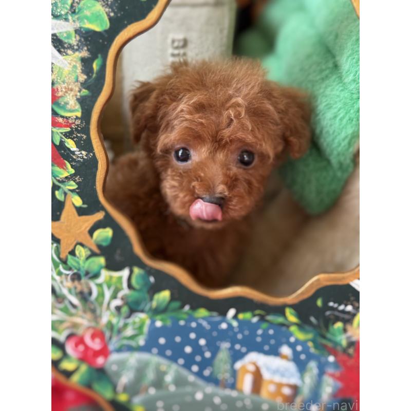 販売中の宮崎県のティーカッププードル-426664の3枚目