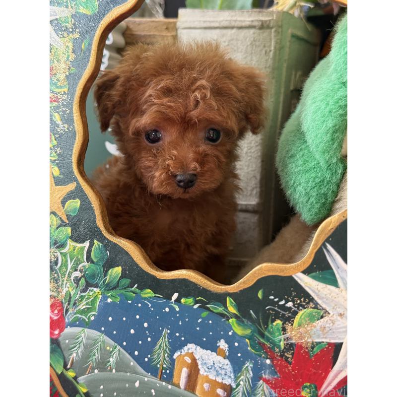 販売中の宮崎県のティーカッププードル-426664の2枚目