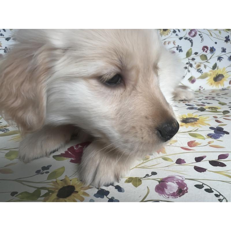 販売中の鹿児島県のゴールデンレトリーバー-427691の4枚目