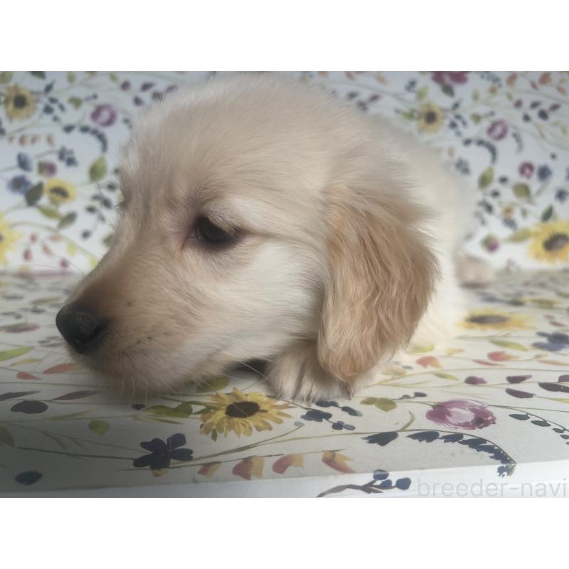 販売中の鹿児島県のゴールデンレトリーバー-427691の3枚目