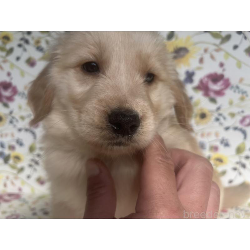 販売中の鹿児島県のゴールデンレトリーバー-427692の4枚目