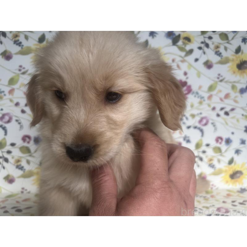 販売中の鹿児島県のゴールデンレトリーバー-427692の3枚目