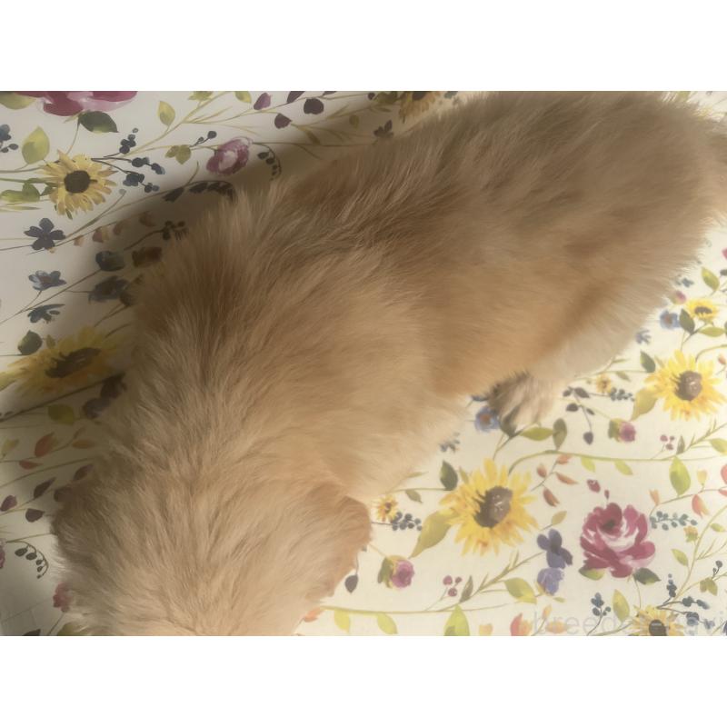 販売中の鹿児島県のゴールデンレトリーバー-427692の2枚目