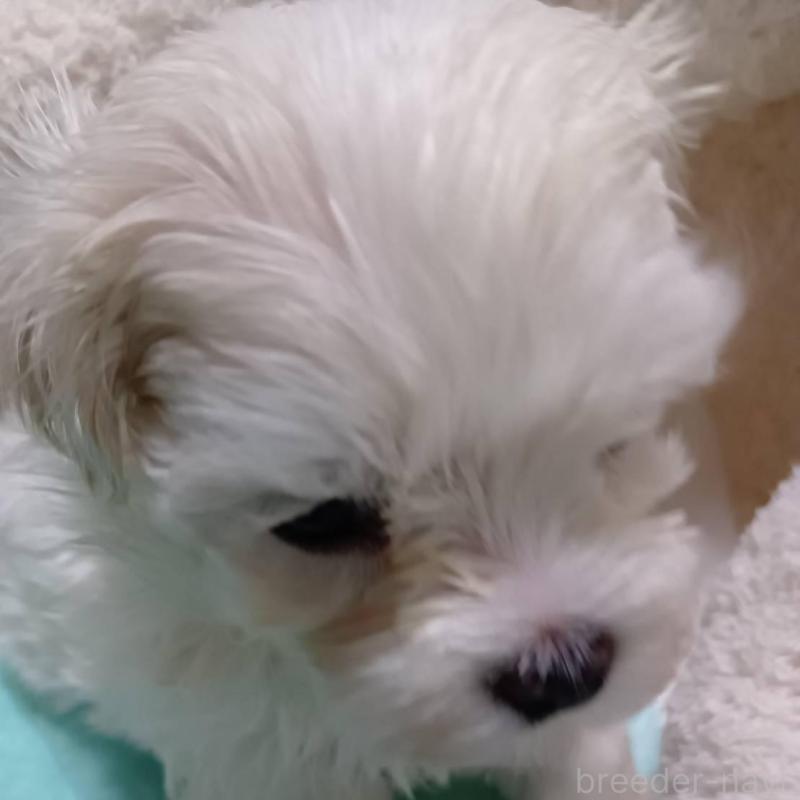 販売中の宮城県のマルチーズ-427695の8枚目