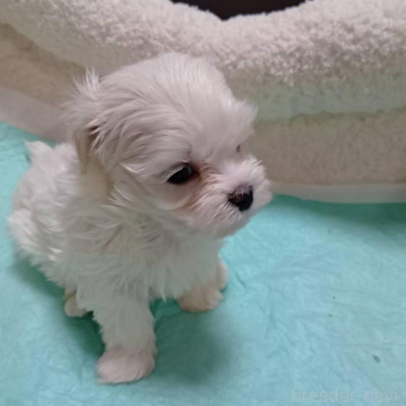 販売中の宮城県のマルチーズ-427695の7枚目