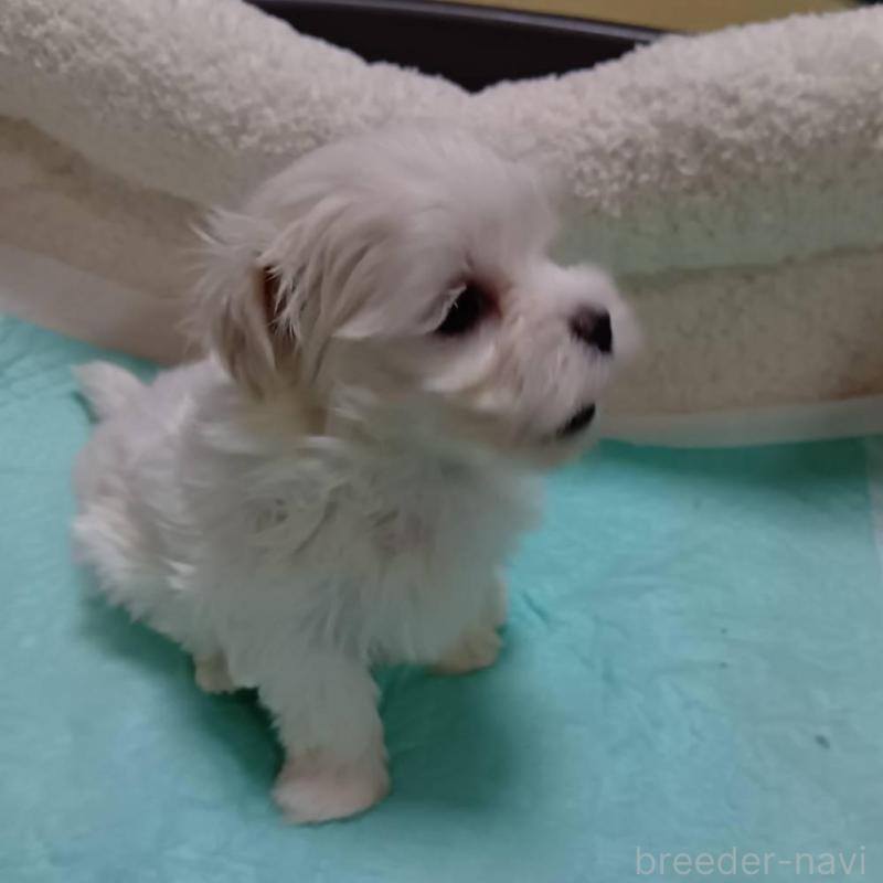 販売中の宮城県のマルチーズ-427695の6枚目