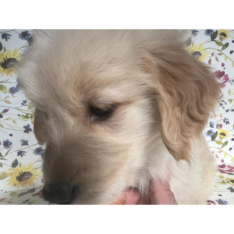 販売中の鹿児島県のゴールデンレトリーバー-427693の2枚目