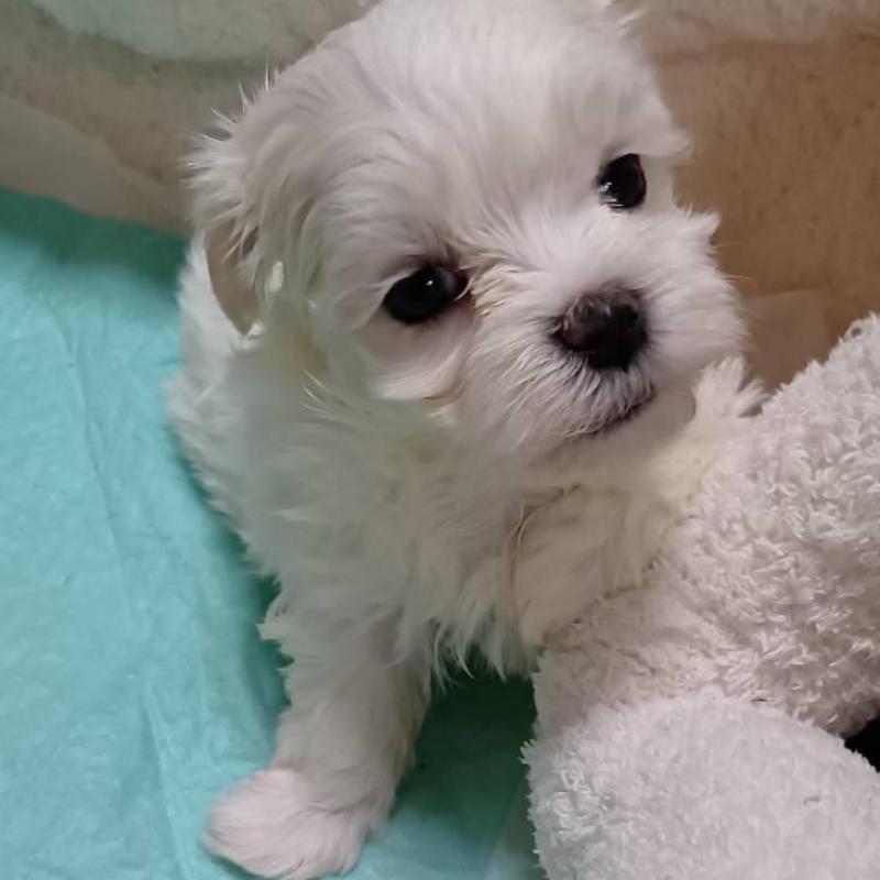 販売中の宮城県のマルチーズ-427695の4枚目