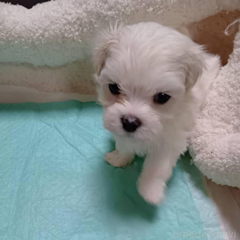 販売中の宮城県のマルチーズ-427695の3枚目