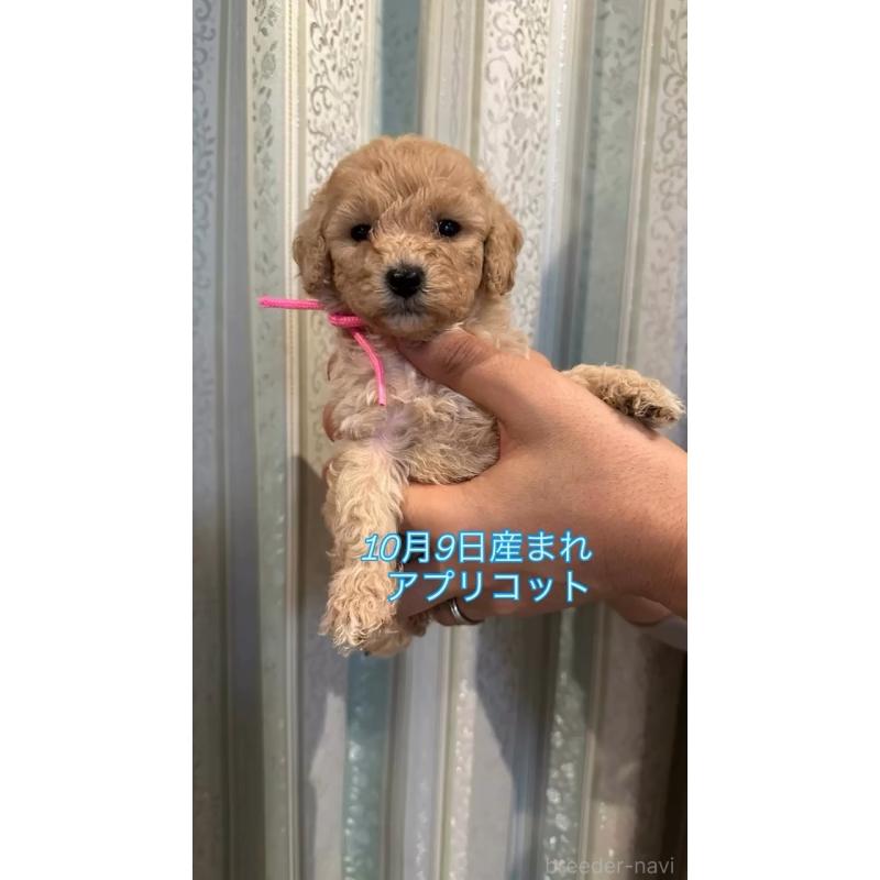 販売中の愛媛県のタイニープードル-427694の3枚目