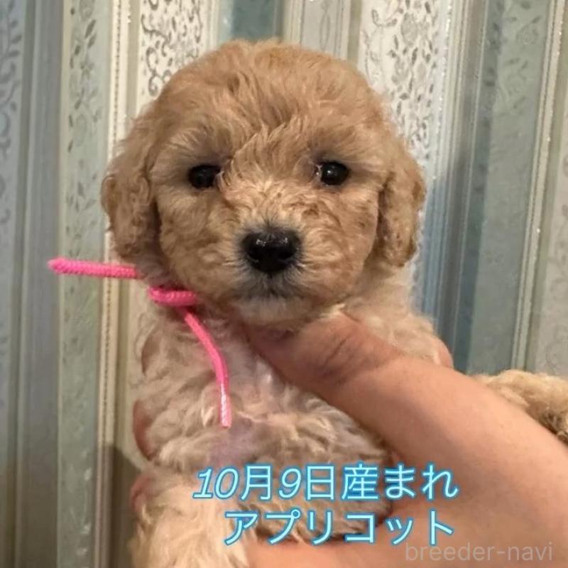 販売中の愛媛県のタイニープードル-427694の1枚目