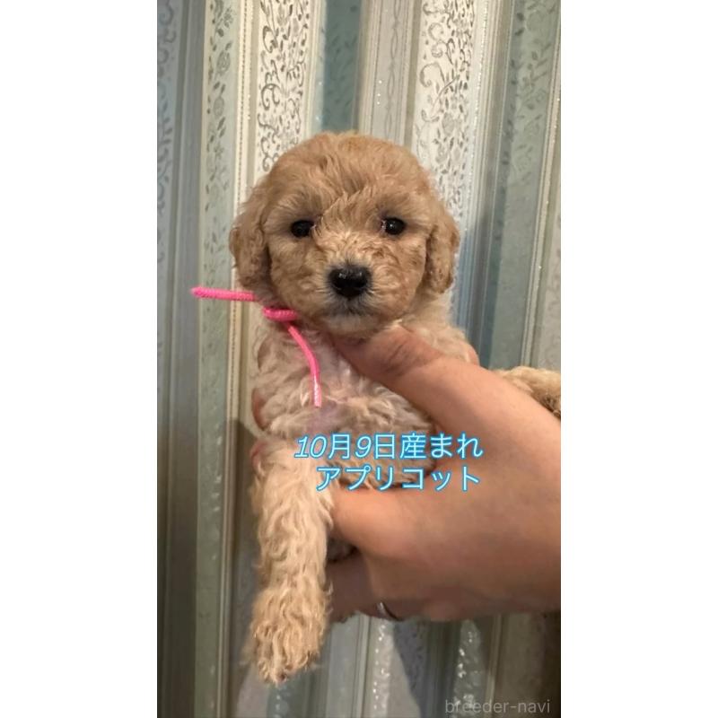 販売中の愛媛県のタイニープードル-427694の2枚目