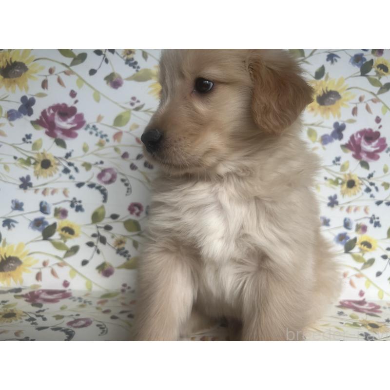 販売中の鹿児島県のゴールデンレトリーバー-427696の3枚目