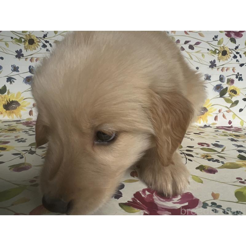 販売中の鹿児島県のゴールデンレトリーバー-427696の2枚目