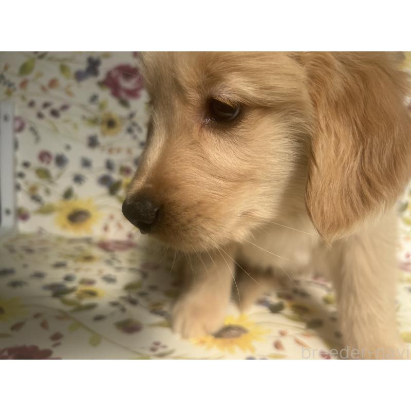 販売中の鹿児島県のゴールデンレトリーバー-427697の2枚目