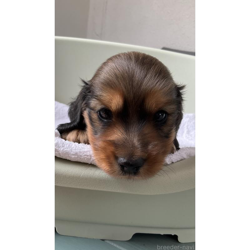 販売中の沖縄県のミニチュアダックスフンド(ロングヘアード)-427701の5枚目