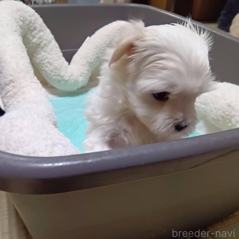 販売中の宮城県のマルチーズ-427699の12枚目