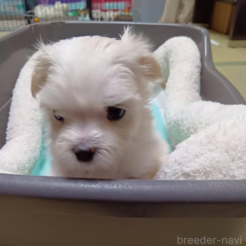販売中の宮城県のマルチーズ-427699の11枚目