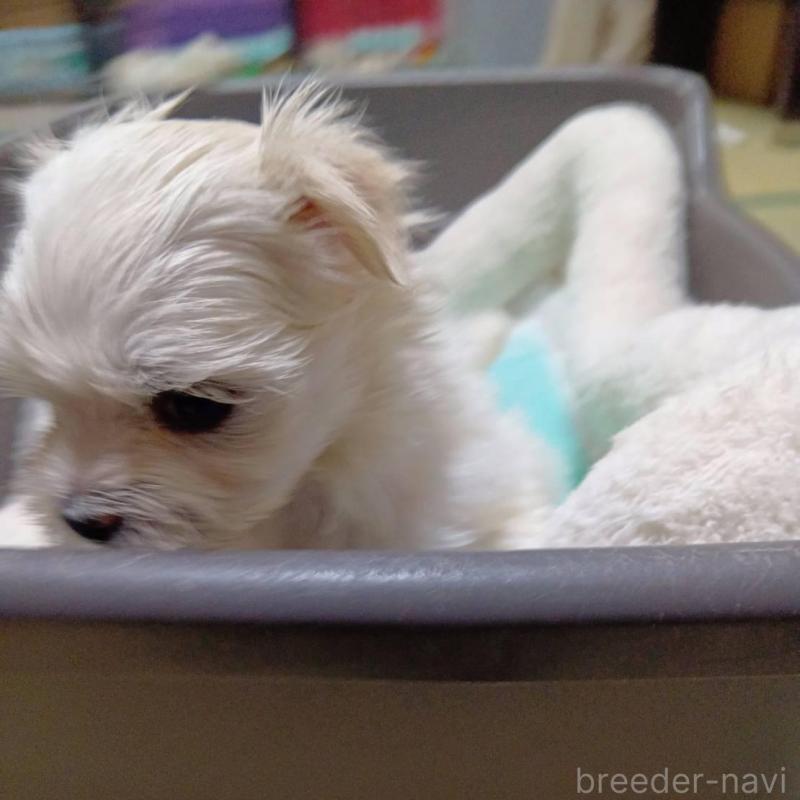 販売中の宮城県のマルチーズ-427699の10枚目