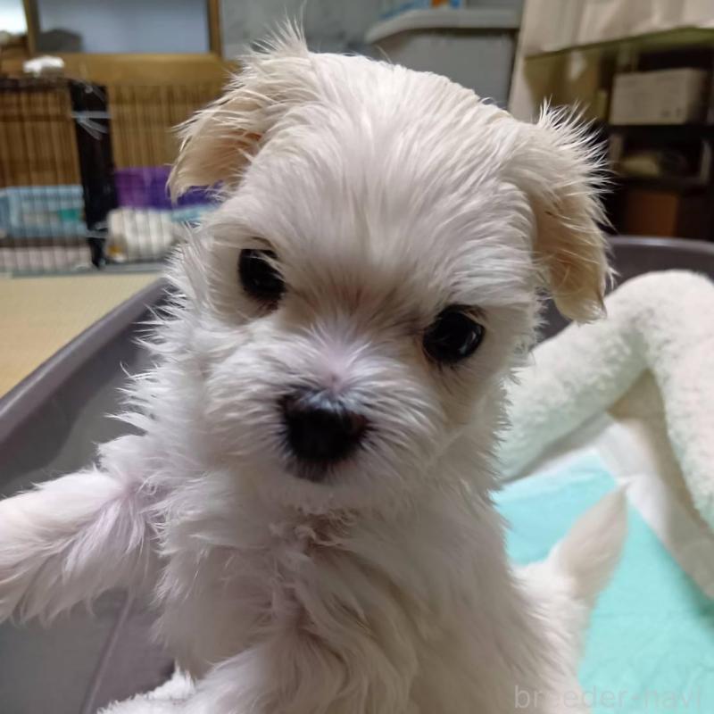 販売中の宮城県のマルチーズ-427699