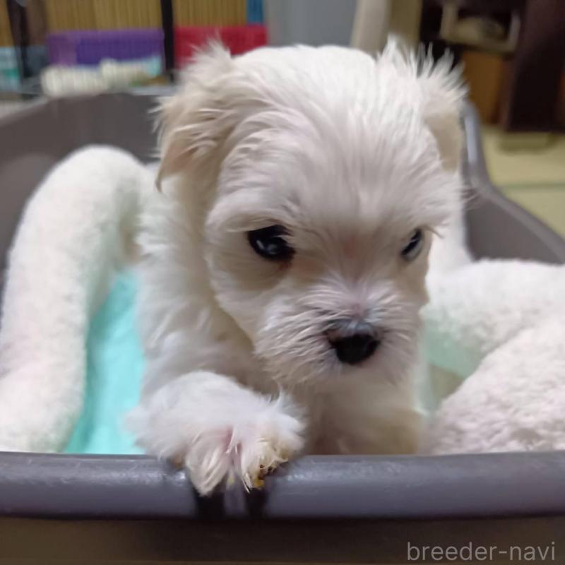 販売中の宮城県のマルチーズ-427699の9枚目