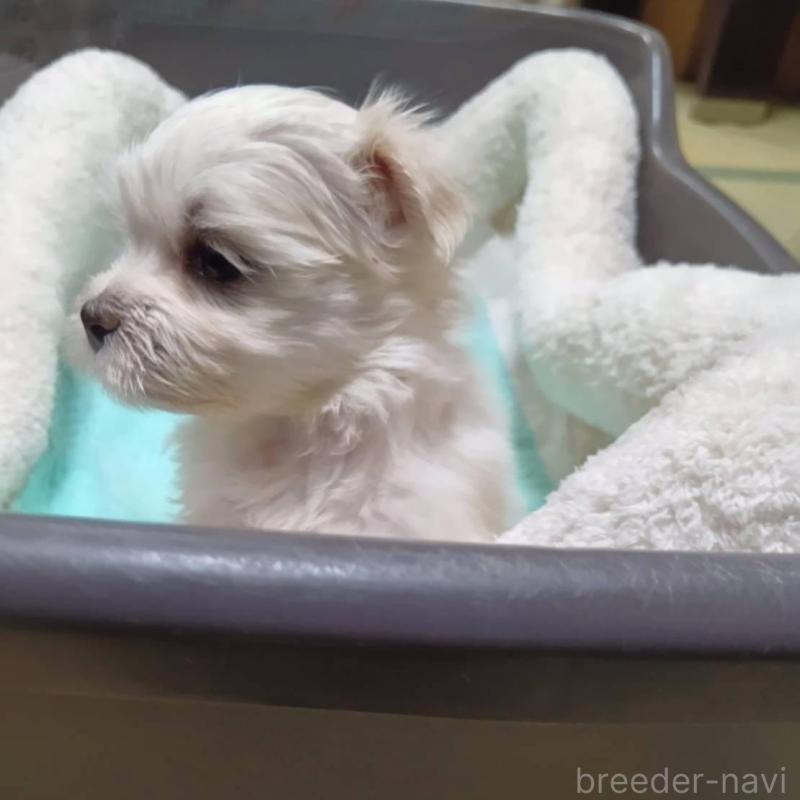 販売中の宮城県のマルチーズ-427699の8枚目