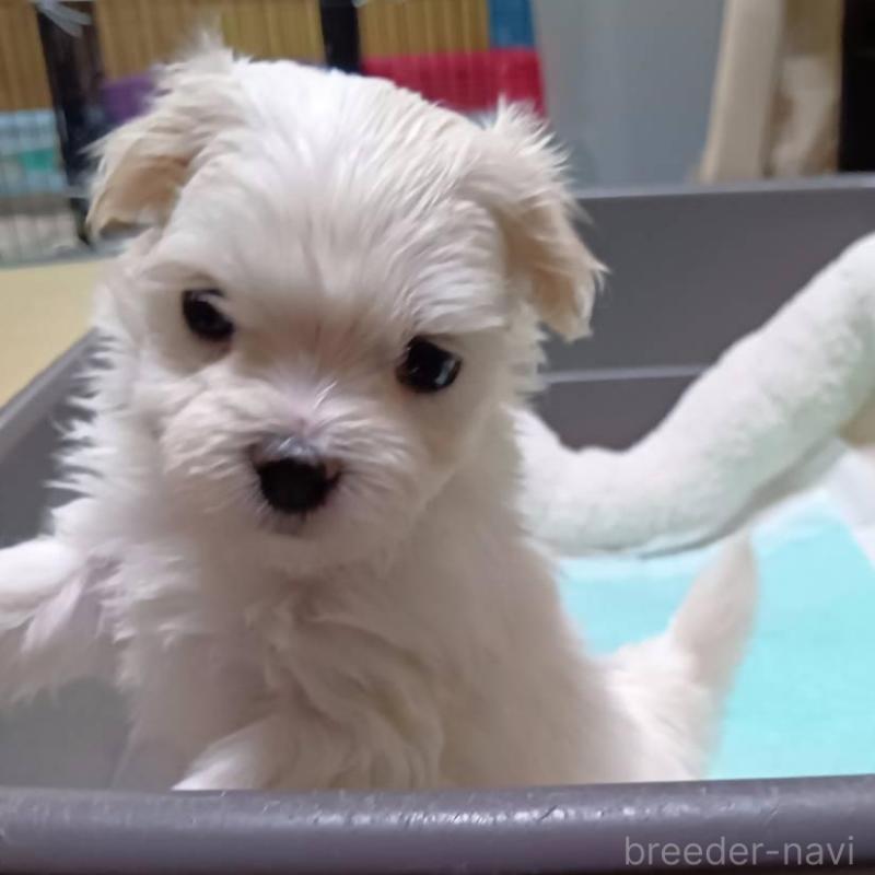 販売中の宮城県のマルチーズ-427699の7枚目