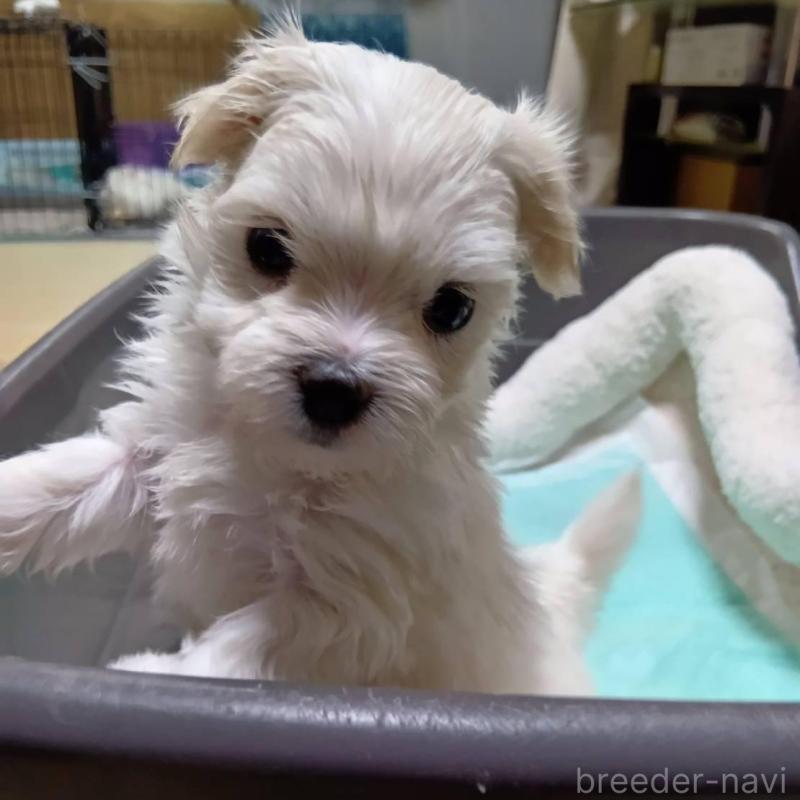 販売中の宮城県のマルチーズ-427699の6枚目