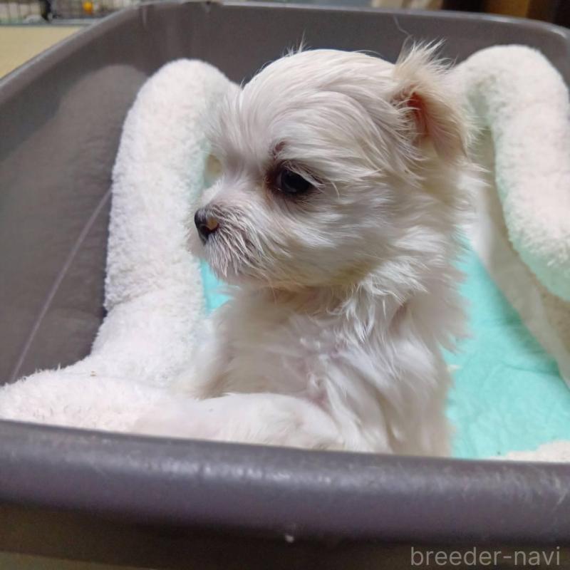 販売中の宮城県のマルチーズ-427699の5枚目