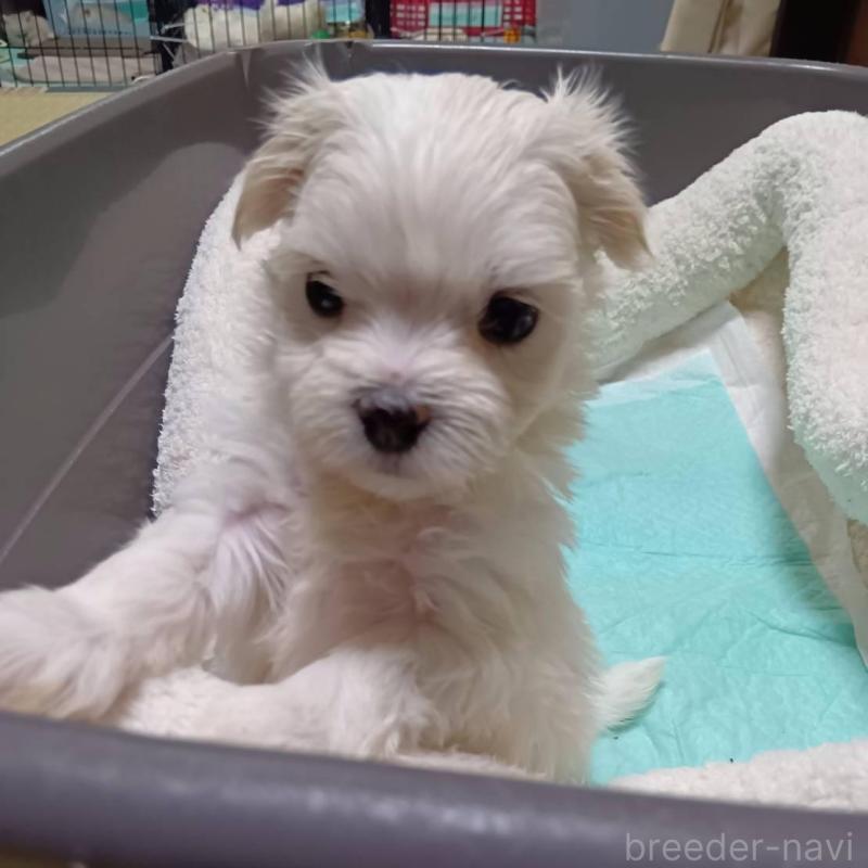 販売中の宮城県のマルチーズ-427699の4枚目