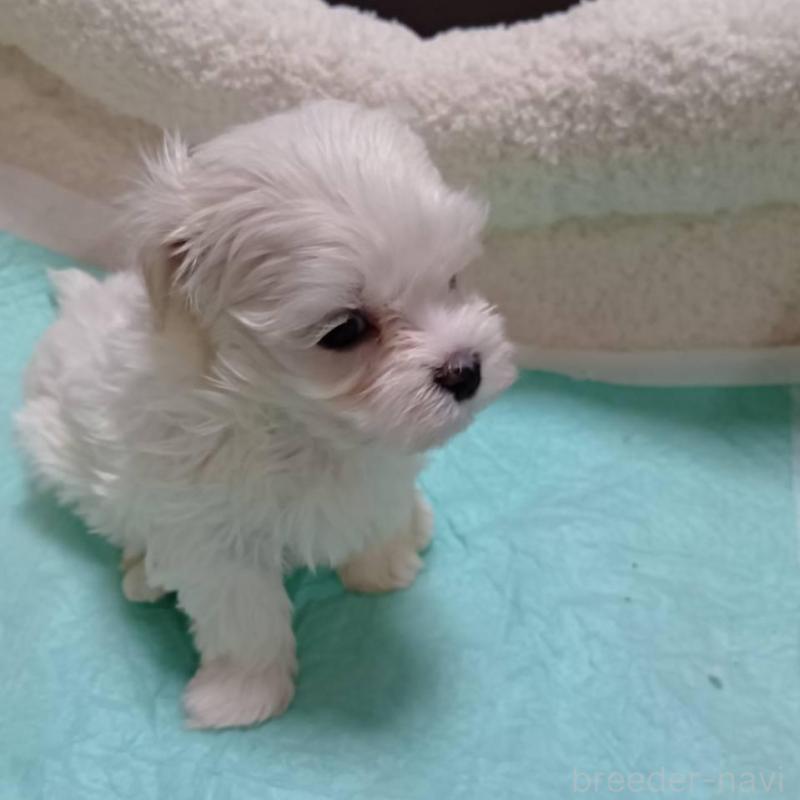 販売中の宮城県のマルチーズ-427699の3枚目