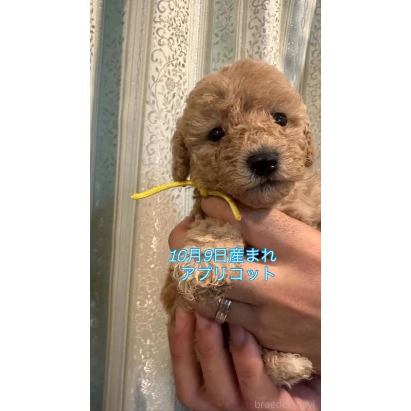 販売中の愛媛県のタイニープードル-427700の4枚目