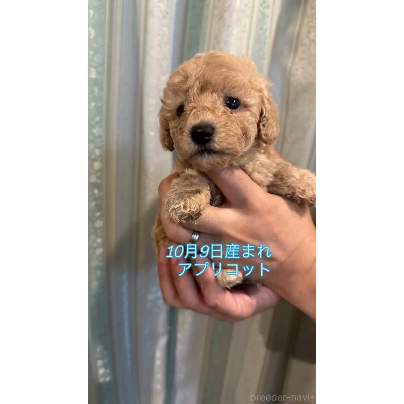 販売中の愛媛県のタイニープードル-427700の3枚目