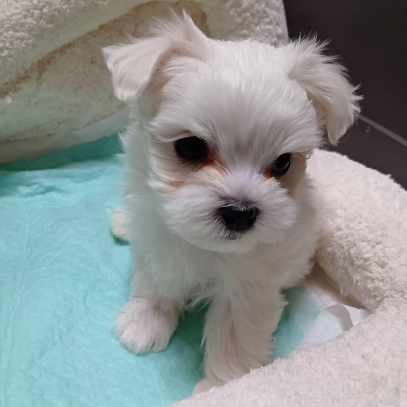 販売中の宮城県のマルチーズ-427699の2枚目