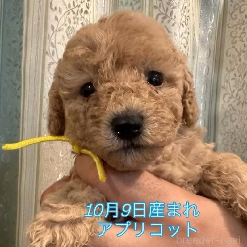 販売中の愛媛県のタイニープードル-427700