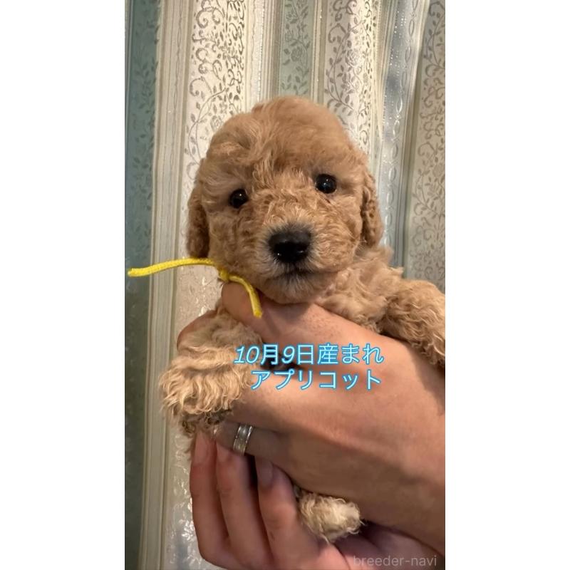 販売中の愛媛県のタイニープードル-427700の2枚目