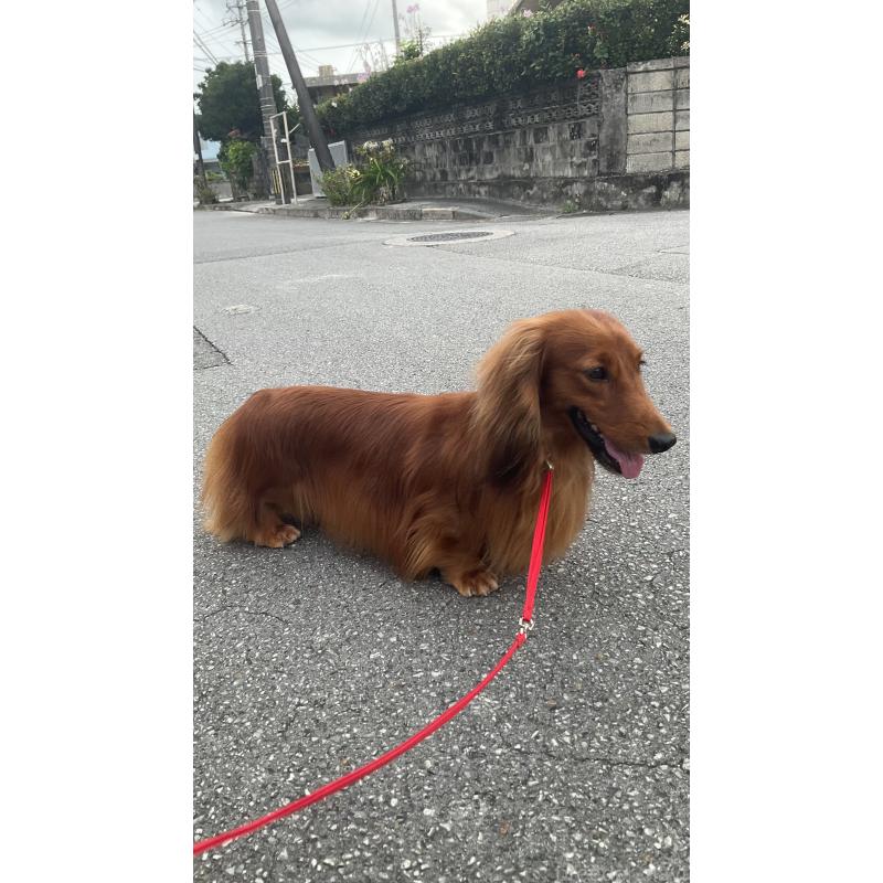 販売中の沖縄県のミニチュアダックスフンド(ロングヘアード)-427701の3枚目