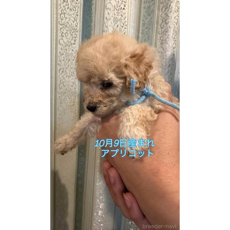 販売中の愛媛県のタイニープードル-427702の5枚目