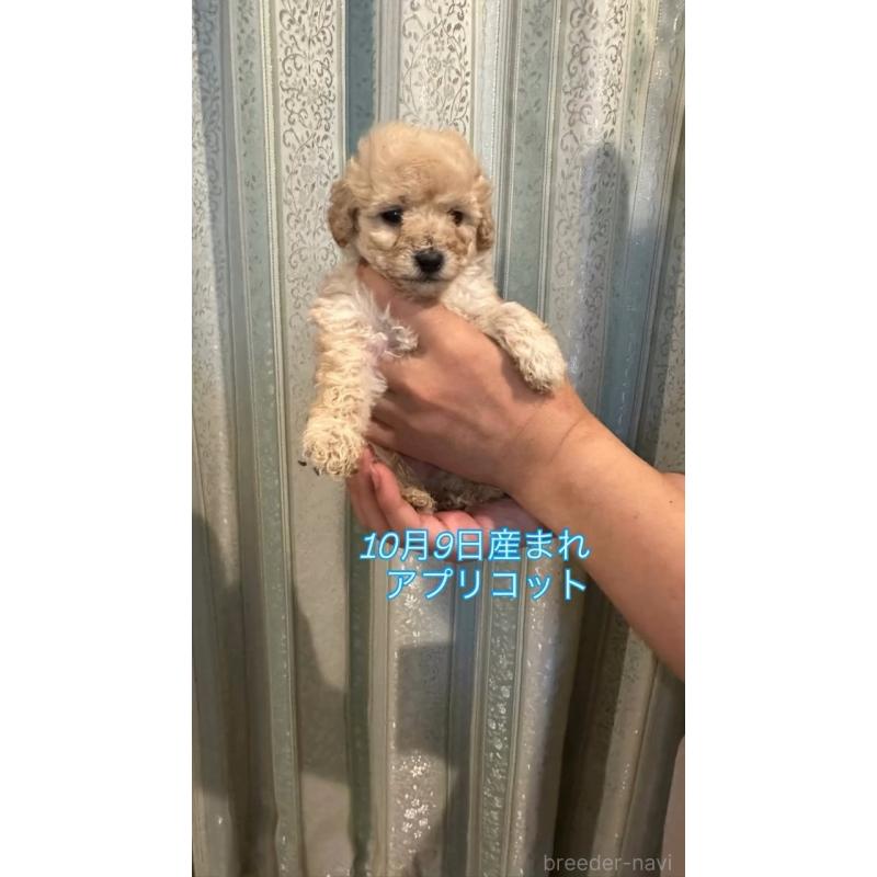 販売中の愛媛県のタイニープードル-427702の4枚目