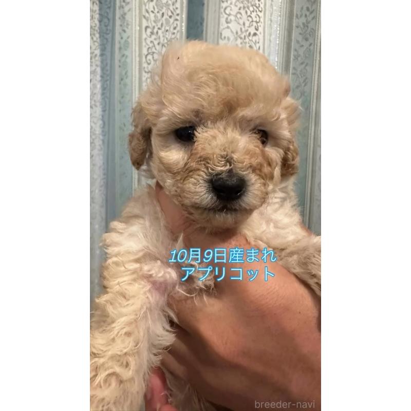 販売中の愛媛県のタイニープードル-427702の3枚目