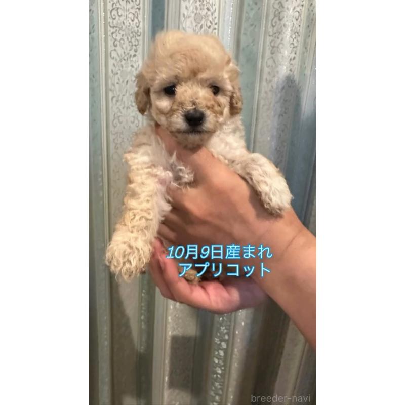 販売中の愛媛県のタイニープードル-427702の2枚目