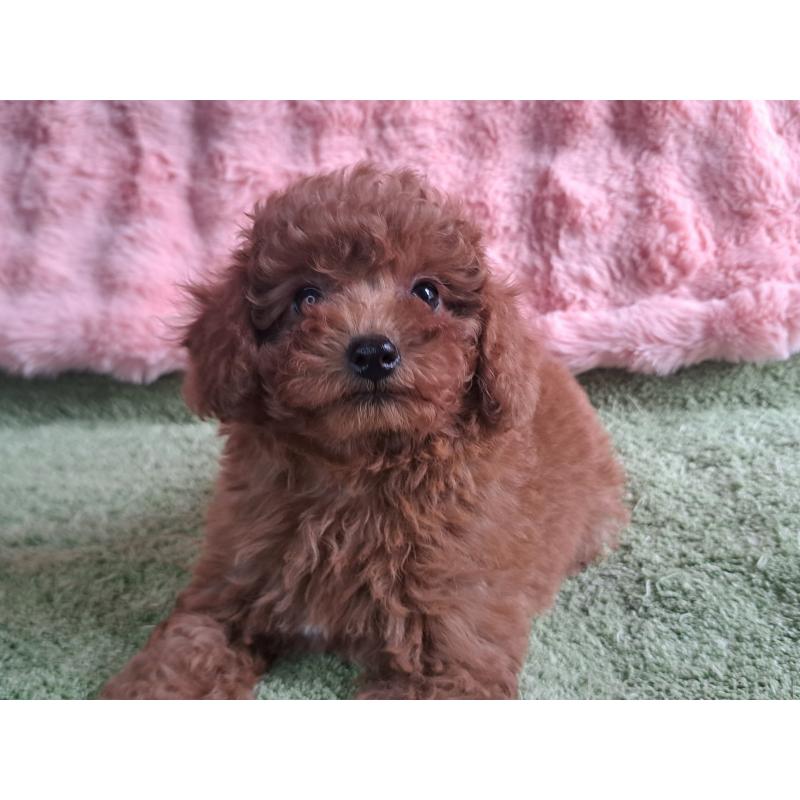 販売中の愛知県のトイプードル-421602の16枚目