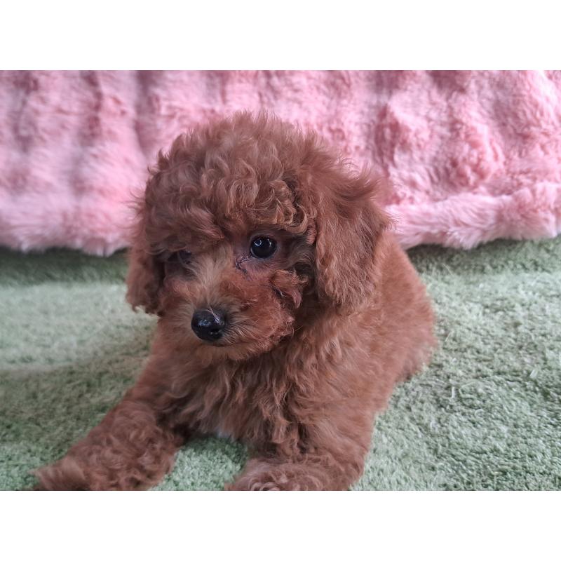 販売中の愛知県のトイプードル-421602の15枚目