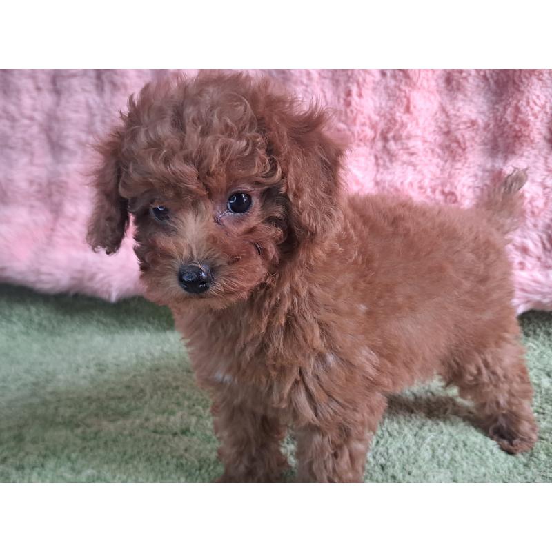 販売中の愛知県のトイプードル-421602