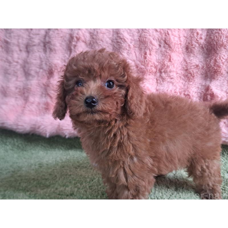 販売中の愛知県のトイプードル-421602の13枚目