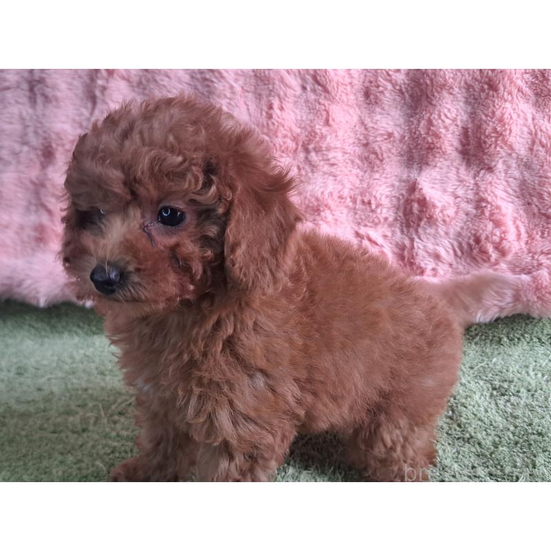 販売中の愛知県のトイプードル-421602の12枚目